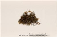 藏品(臺灣磚孢髮衣)的圖片